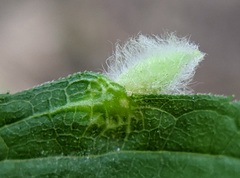 Rhopalomyia clarkei