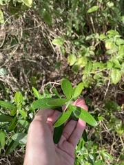 Forestiera segregata