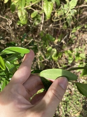 Forestiera segregata