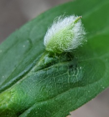 Photo of a R. clarkei leaf gall