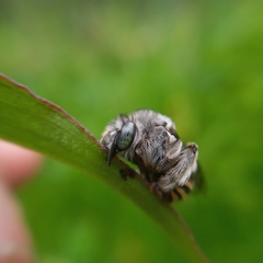 Anthophora marginata