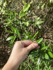 Forestiera segregata