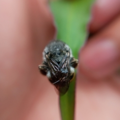 Anthophora marginata
