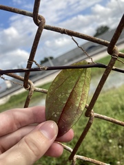 Passiflora pallida
