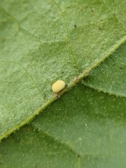 Cynipini