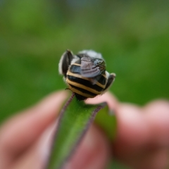 Anthophora marginata