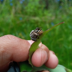 Anthophora marginata