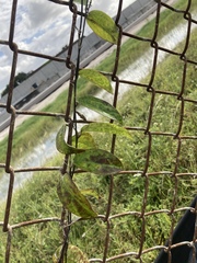 Passiflora pallida