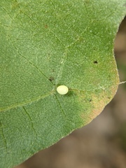 Zopheroteras hubbardi