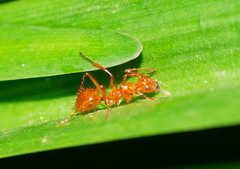 Notoncus spinisquamis