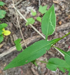 Symphyotrichum urophyllum
