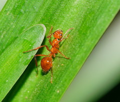 Notoncus spinisquamis