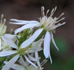 Symphyotrichum urophyllum
