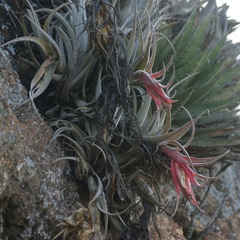 Tillandsia erubescens
