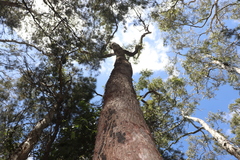 Angophora subvelutina