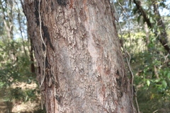 Angophora subvelutina