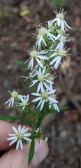 Symphyotrichum urophyllum