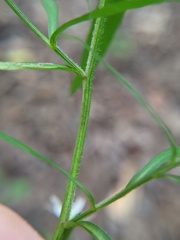 Symphyotrichum urophyllum