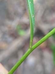 Symphyotrichum urophyllum