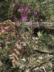 Comesperma ericinum