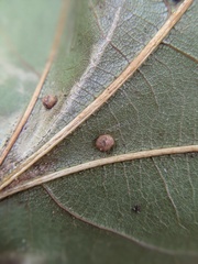 Polystepha globosa