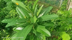 Angiospermae