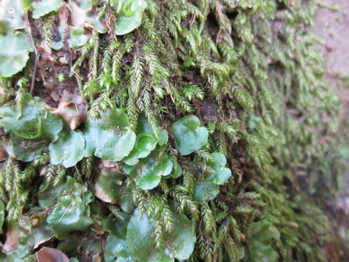 iNaturalist observation photo of Crescent-cup liverwort