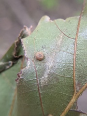 Polystepha globosa
