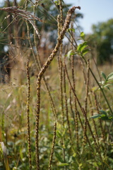 Verbena stricta