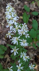 Symphyotrichum