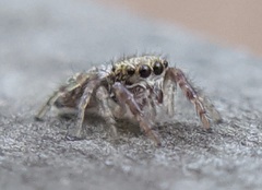 Salticinae