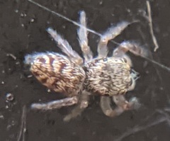 Salticinae
