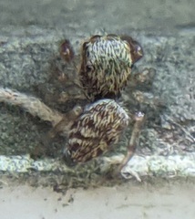 Salticinae