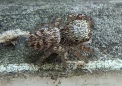 Salticinae