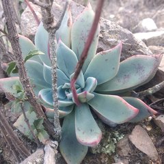 Echeveria subalpina