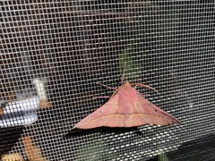 Oenochroma vinaria