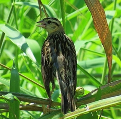 Dolichonyx oryzivorus