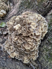 Grifola frondosa