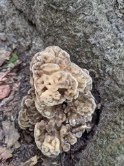 Grifola frondosa