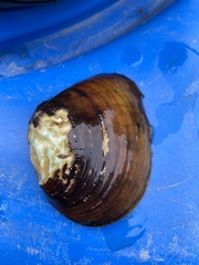 Ellipsaria lineolata