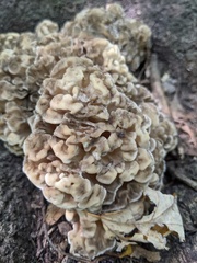 Grifola frondosa