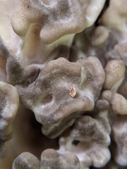 Grifola frondosa