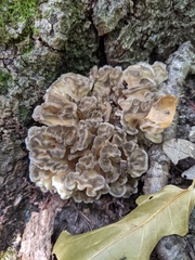 Grifola frondosa