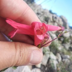 Penstemon isophyllus