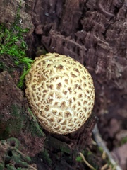 Scleroderma citrinum
