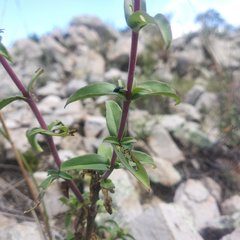 Penstemon isophyllus
