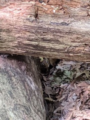 Tamias striatus