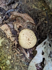 Scleroderma citrinum