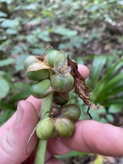 Hymenocallis occidentalis