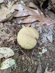 Scleroderma citrinum